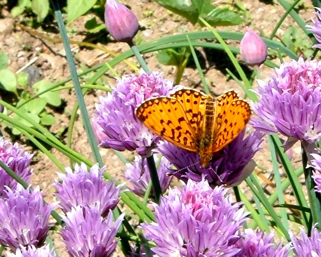 Farfalle sul fiore dell''Erba cipollina...